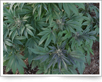 Image showing cannabis being grown at home